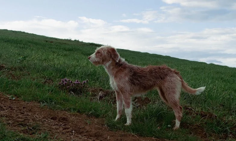 De dag dat ik alles verloor, behalve haar: Hoe een straathond mijn leven na de scheiding op z'n kop zette