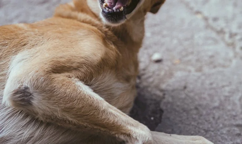 De dag dat mijn hond mij leerde kiezen: een pijnlijke familiebreuk en een onverwachte redding