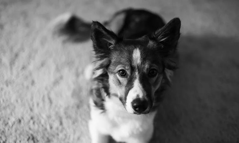 ‘Dit is geen hotel!’ – Hoe een pup me leerde mijn familie te begrenzen in onze Zeeuwse droomwoning