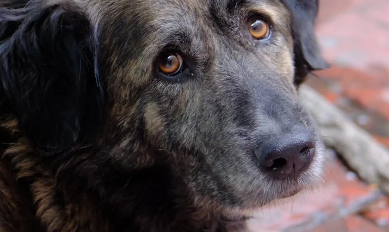 Een verjaardag die alles veranderde: Hoe een eigenwijze pup mijn grenzen opnieuw bepaalde