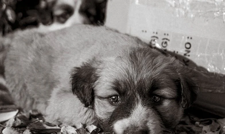 Het testament dat ons uiteendreef: Mijn leven na de breuk, en de hond die me redde