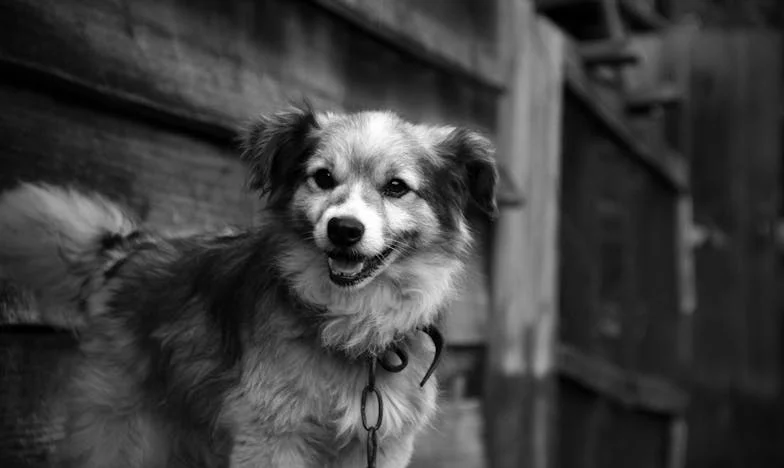 Het was nooit de bedoeling dat ik weer voor iemand zou zorgen – tot hij bloedend in de regen voor mijn deur stond