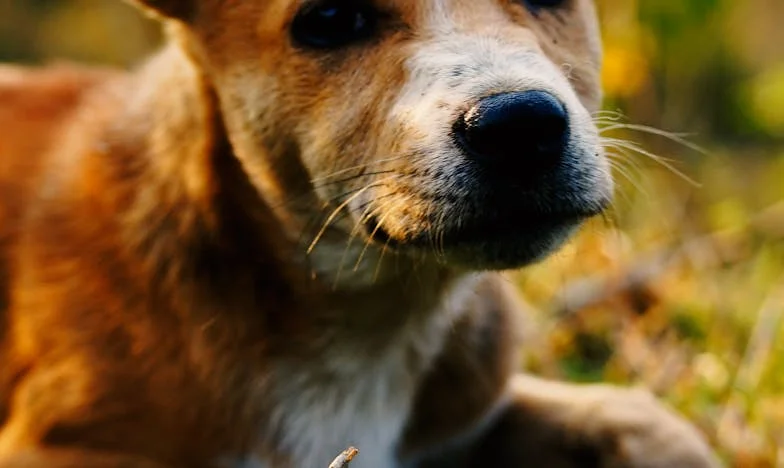 Hoe een bastaardhond mijn verstoorde gezin redde (en mij dwong mijn schoonmoeder buiten te zetten)