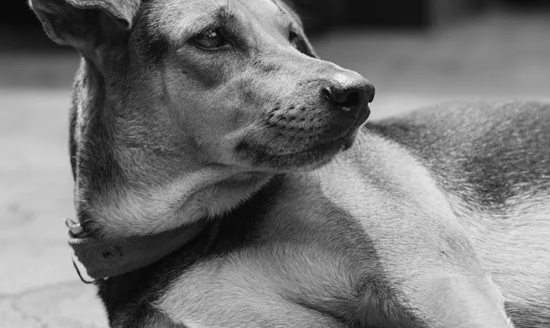 Hoe een zwerfhond mijn vertrouwen brak en weer heelde