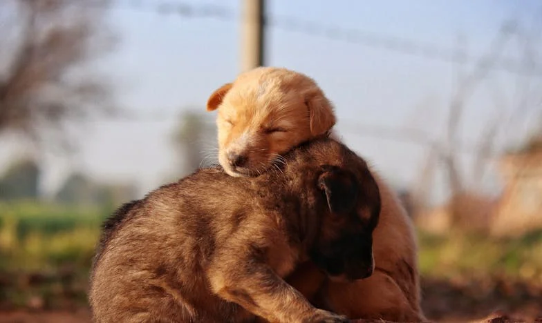 Ik stond daar in de stromende regen, met de riem van Bobby stevig in mijn hand, terwijl het blauwe zwaailicht van de politie over de natte stoep danste.