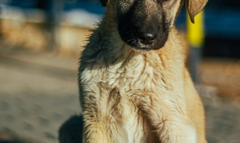 Nat in de gang, bloed op zijn poot: Hoe een kleine straathond me dwong te kiezen voor mezelf