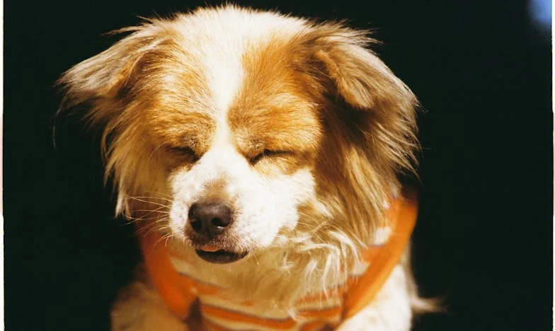 Toen Bram bloed op de keukenvloer achterliet, wist ik dat alles anders moest worden – hoe mijn oude mongrel mijn leven na de scheiding op z’n kop zette