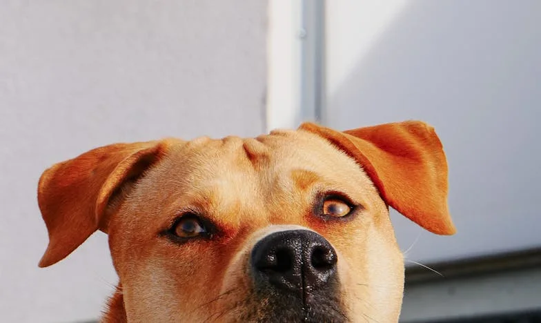 Toen Bram mij redde uit de stilte van mijn flat in Haarlem