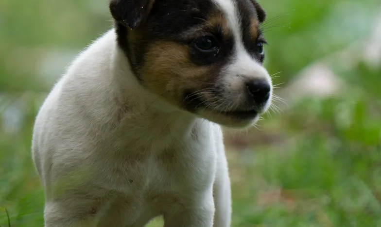 Toen Bram Verdween: Hoe Een Hond Mijn Angst Voor Verlaten Worden Doorbrak