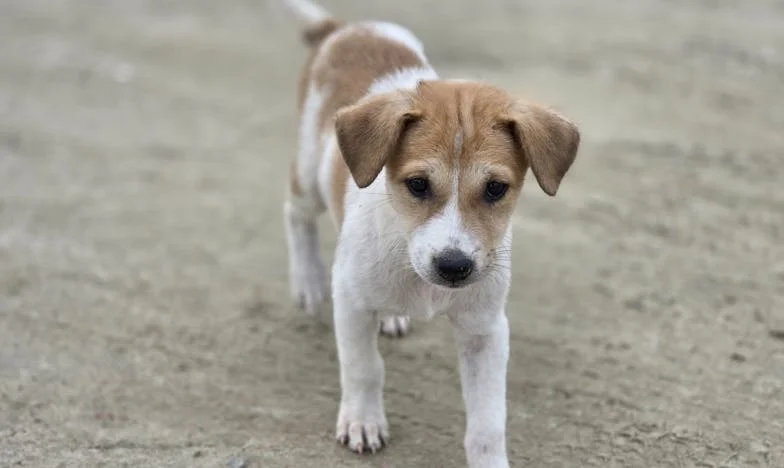 Toen Max Verdween: Hoe Mijn Hond Mijn Familie Redde (en Mijzelf)