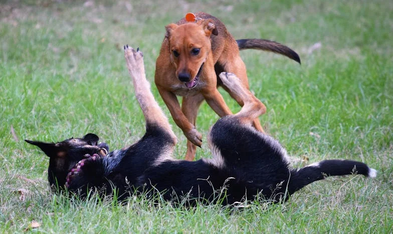 Toen mijn leven stilstond en Tommy begon te blaffen: een onverwachte redding in Haarlem