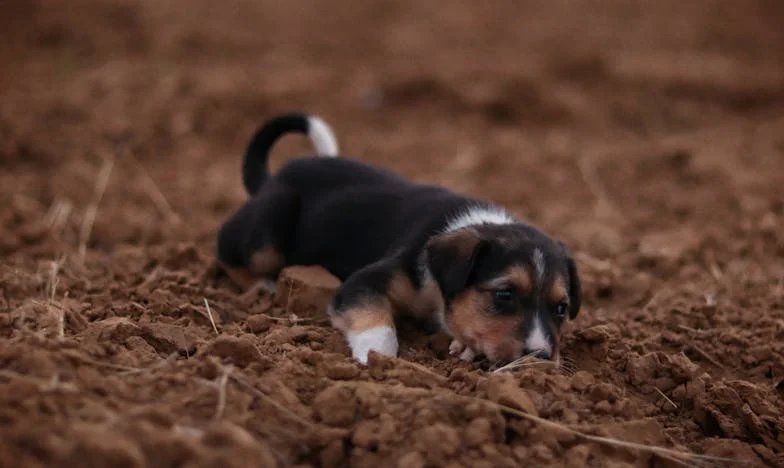 Toen Rakker Verdween: Hoe Mijn Hond Mijn Testament Veranderde en Mijn Familie Aan Het Wankelen Bracht