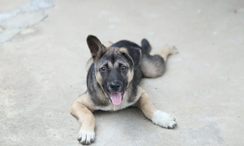 Toen Sam zijn poot op mijn knie legde, begreep ik pas echt wat verlies betekent