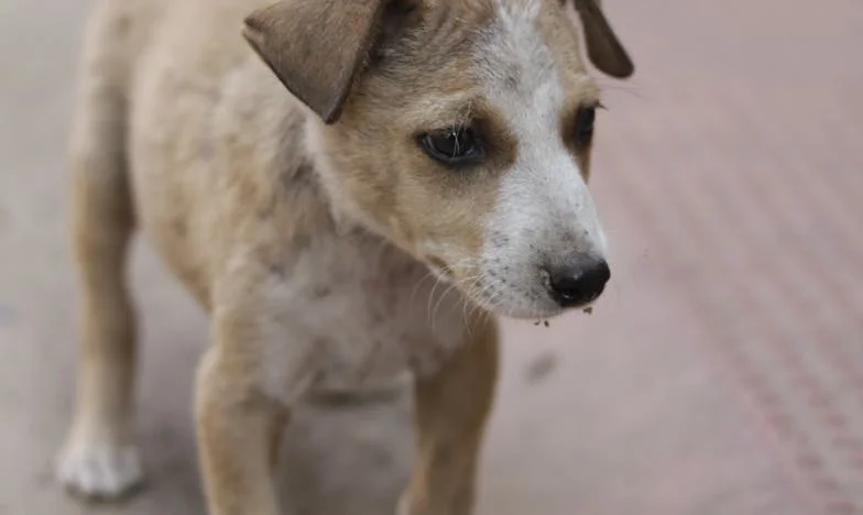 Tussen Liefde en Grenzen: Hoe een Hond Mijn Familie Redde (of Niet)