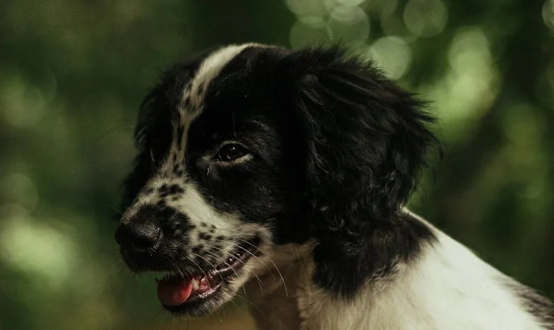 De dag dat ik niet meer weg kon kijken van zijn bloed op het keukentapijt: hoe een pup mijn familie op scherp zette