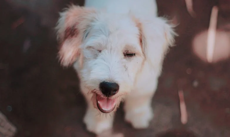 Deze Hond en Mijn Stilte: Hoe Roxy Mijn Leven Brak en Heelde