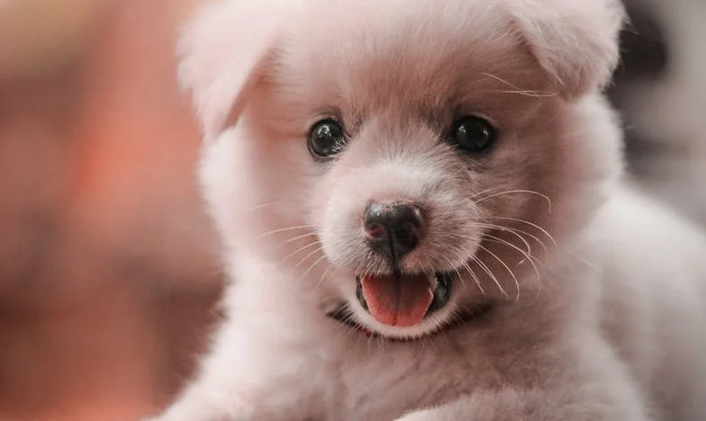 Een hond, een flat en de waarheid van mijn schoonmoeder: Hoe een straathond mijn leven kantelde
