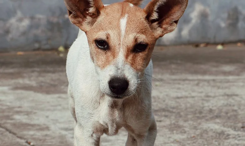 Hoe een hond mijn eenzaamheid na de scheiding brak – en me dwong keuzes te maken die ik nooit aandurfde