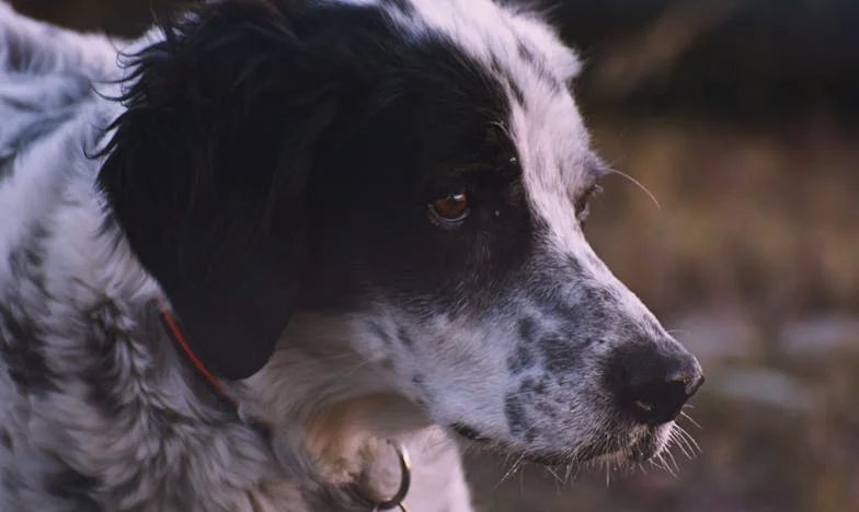 Ik had nooit verwacht dat een onbekende hond mijn leven zou redden in een Amsterdams hol, maar nu bloedt zijn poot en weet ik niet of ik het deze keer red.