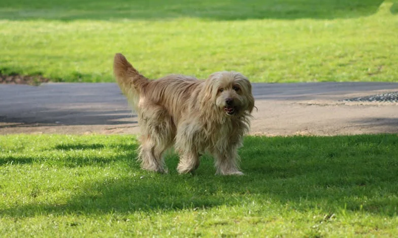 Toen alles instortte: Een hond, een gebroken hart en een onverwachte redding