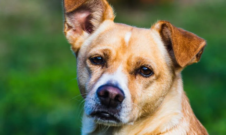 Toen ik Nola vond: hoe een hond mijn leven na het familiegeheim veranderde