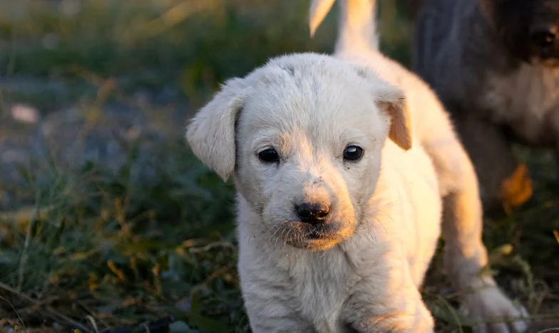 Waarom Mijn Leven Niet Meer Hetzelfde Was Na Die Ene Hond (en Mijn Moeder Het Nooit Zal Begrijpen)