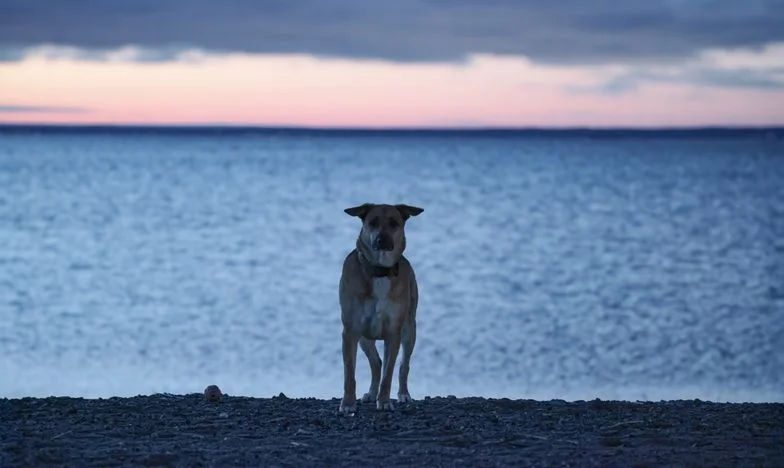 Wat als een hond je nog één kans op verzoening geeft?