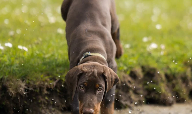 Ze zagen alleen mijn flat: Hond Sam en de breuk met mijn familie