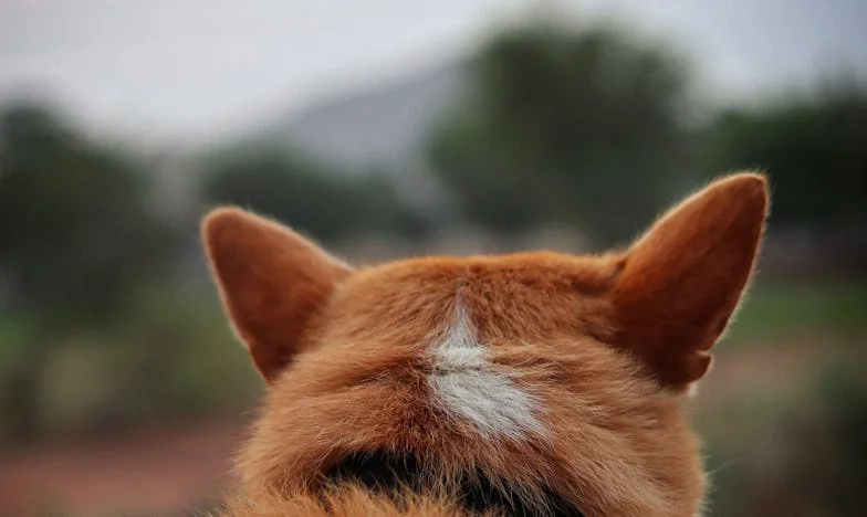 ‘Omdat jij die hond moest nemen’: Hoe één zwerfhond mijn familie bijna brak — en toch redde