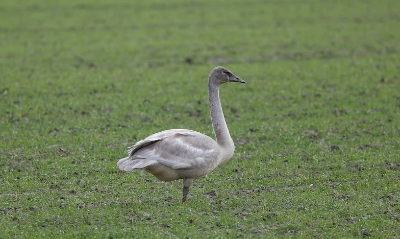 Hasta el horizonte juntos: Cómo un joven campesino conquistó el corazón de una citadina