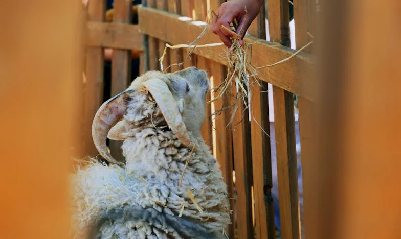 La sombra antes de la felicidad