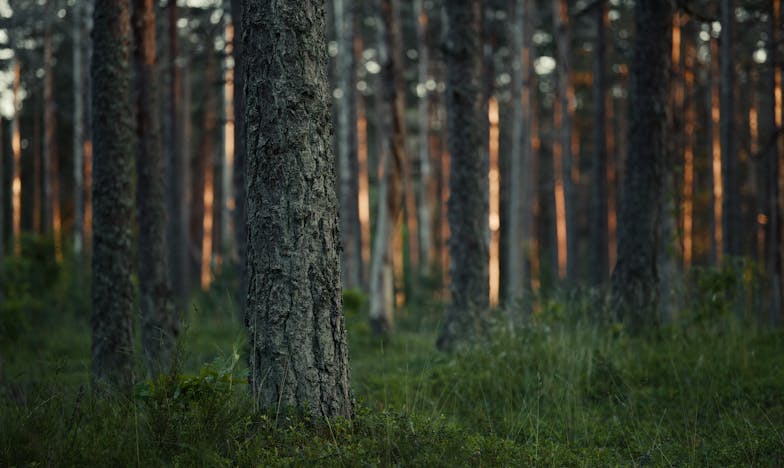 La última oportunidad: Gritos en la madrugada