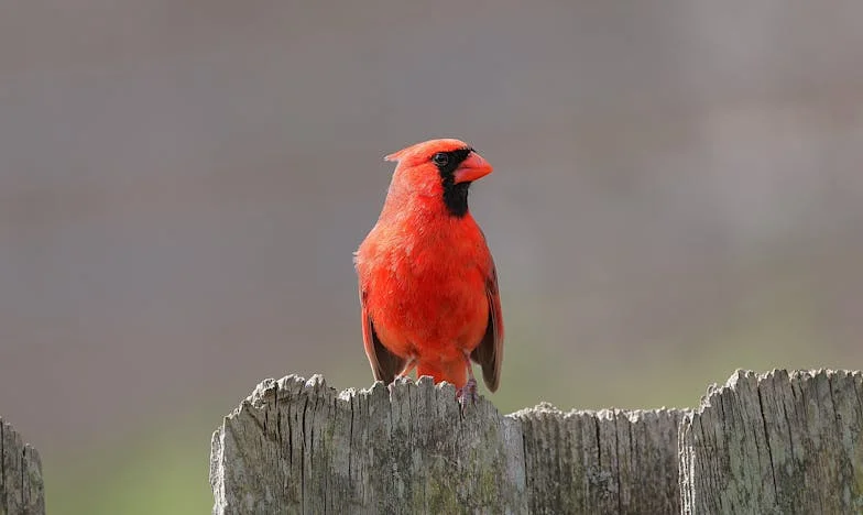 Lo hice porque era lo correcto