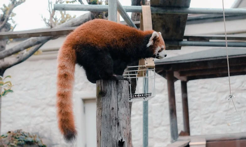 Mi suegra dice que mis hijos no son sus verdaderos nietos