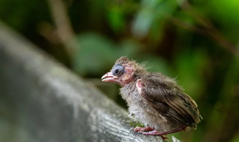 Solo soy mamá: una historia de amor sin derechos ni tiempo