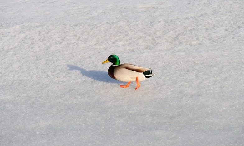 Veinte años después: El secreto de Julián