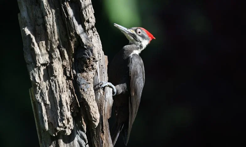 A los cincuenta, sola: Entre el abandono y el renacer