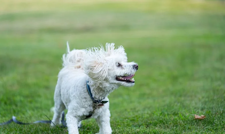 A los sesenta, el amor me sorprendió entre zanahorias y recuerdos