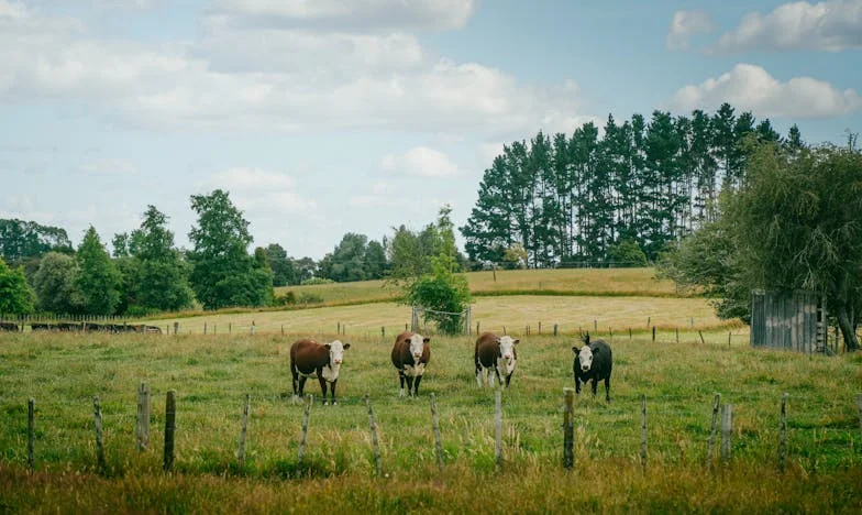 Alas de Esperanza: Un Nuevo Comienzo Después de la Escuela