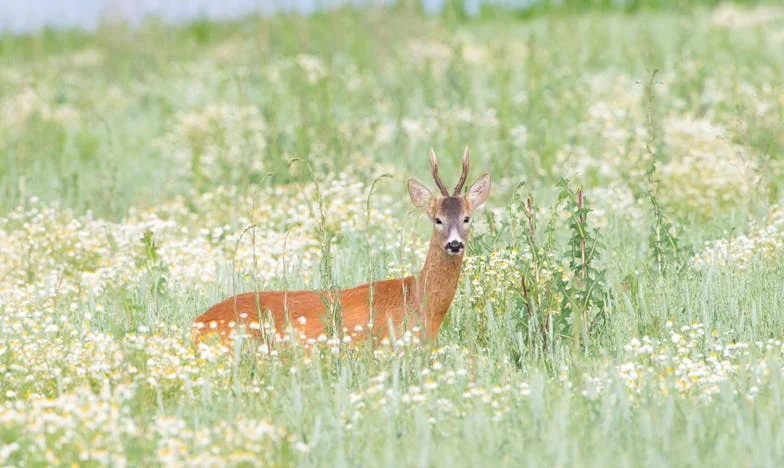 Baila conmigo: una historia de amor, prejuicio y redención en la oficina