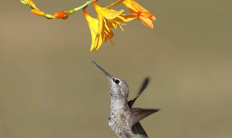 Bajo el hielo de la ciudad: La decisión de Rosa