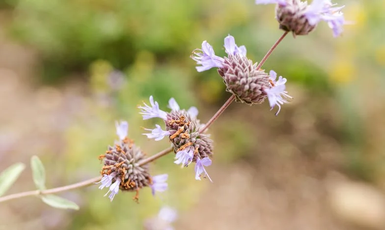 Bajo la Lluvia de Medellín: El Regreso de Julián