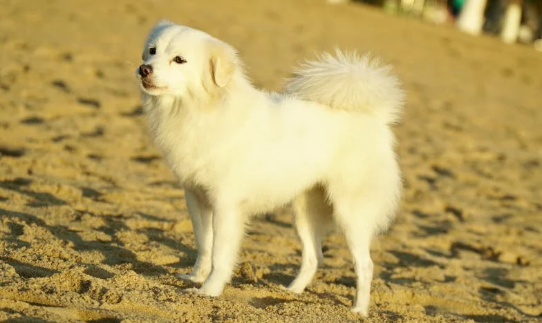 Cuando el amor desafía la fe: La historia de Camila y Andrés