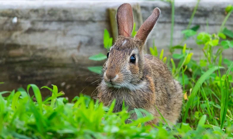 Cuando el nido se vació: Entre el duelo y la libertad