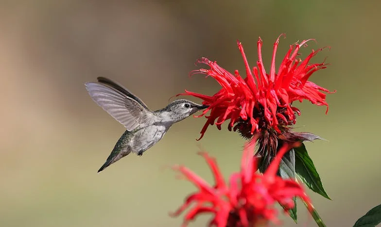 Cuando la abuela llegó a casa: una historia de amor y resentimiento
