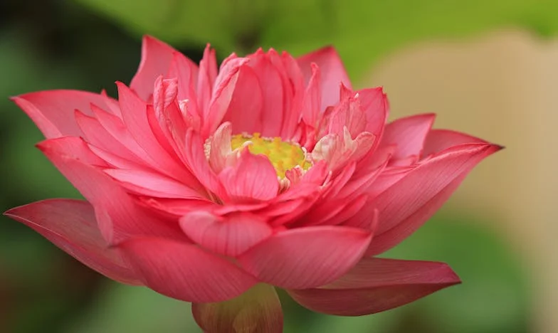 Cuando las Familias se Mezclan: Una Decisión que Nos Rompió