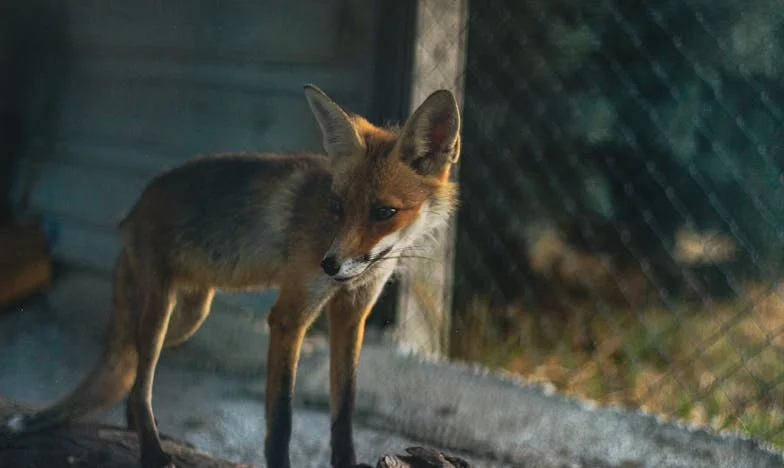 ¿Culpa de nadie o así lo quiso el destino?