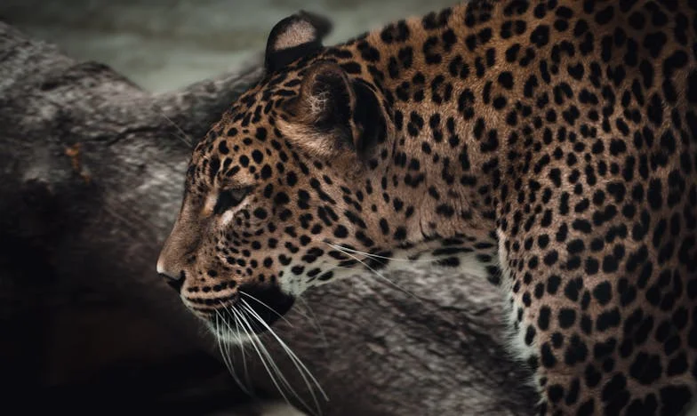 Del Rencor al Perdón: La Decisión que Cambió Mi Vida con Mi Suegra