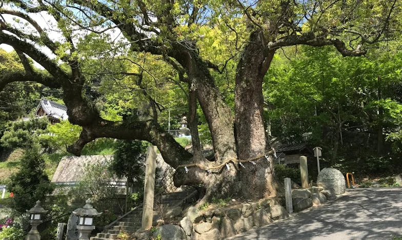 Despertar Tardío: La Historia de Samuel y la Oportunidad Perdida