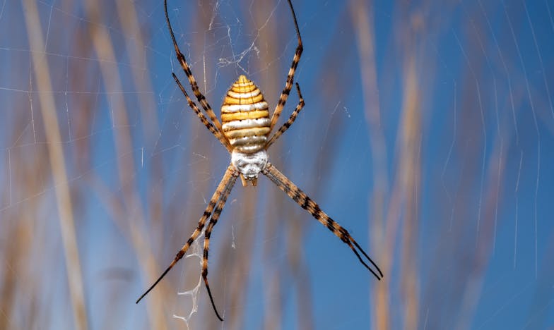 El amor que engaña: la historia de Mariana y Julián